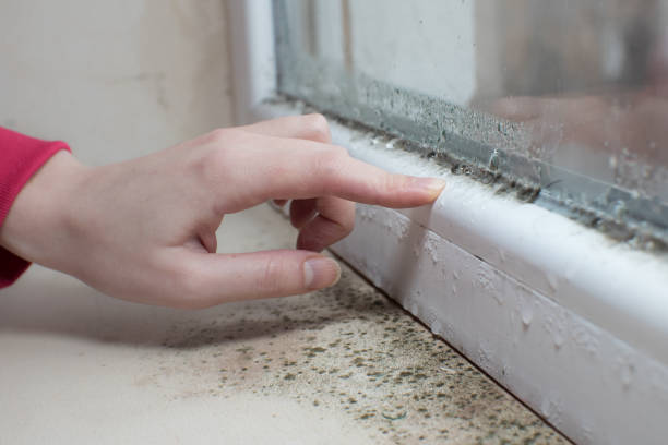 Best Forensic Mold Investigation  in Bee Cave, TX